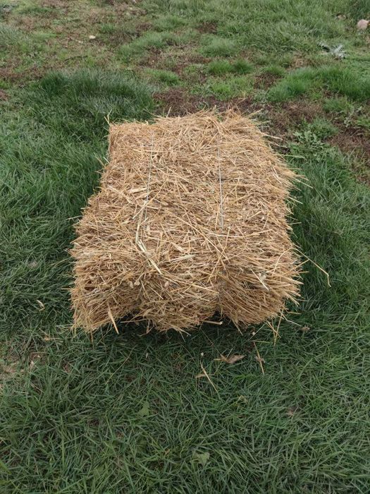 Сіно в тюках (лугове, канареечник (двукисточник))