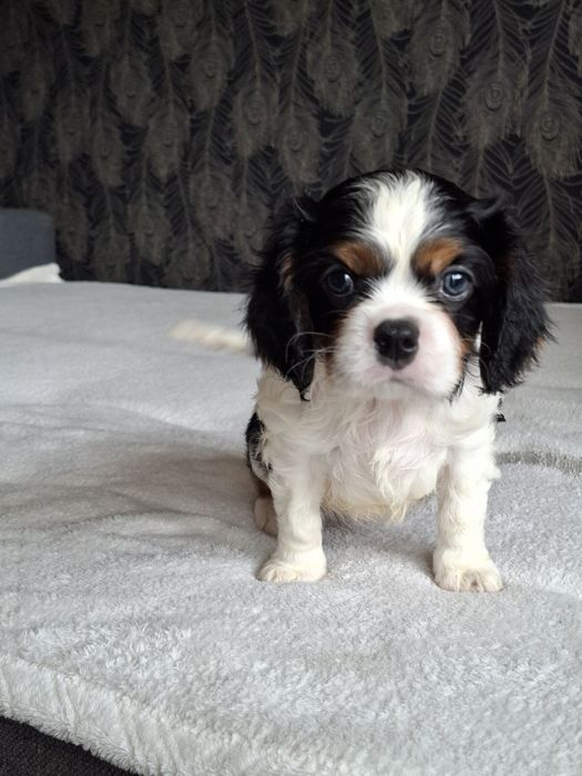 Cavalier King Charles Spaniel