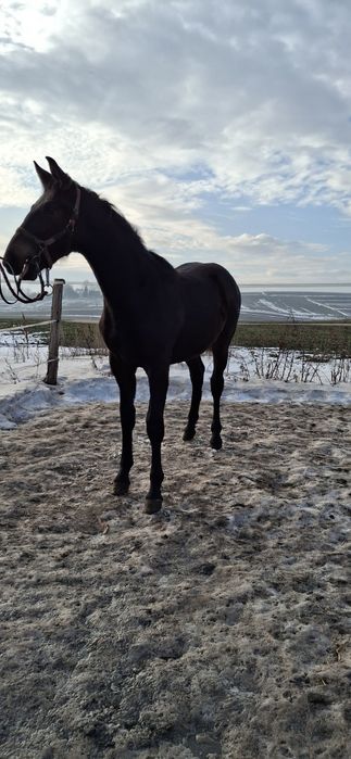 Klacz Śląska ,źrebica Księga główna
