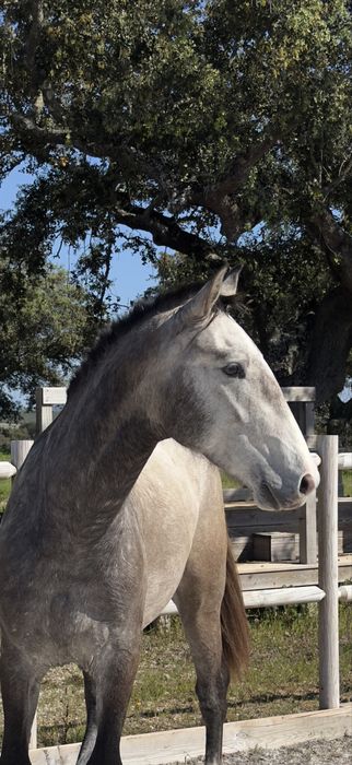 Poldro lusitano 1,66m