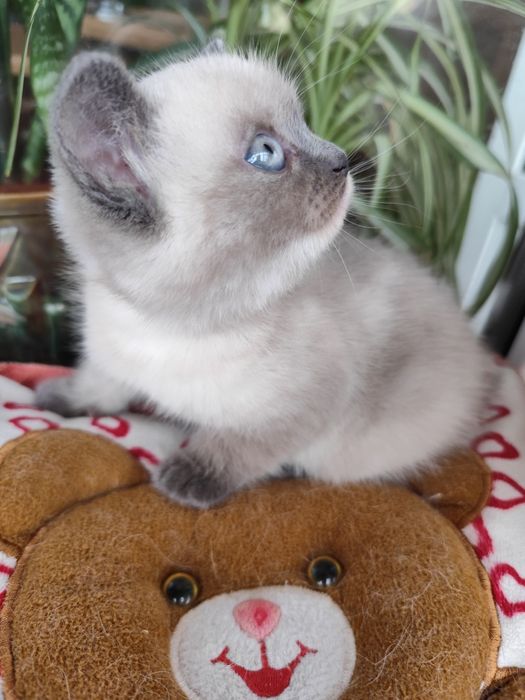 Кошенята британські, котята