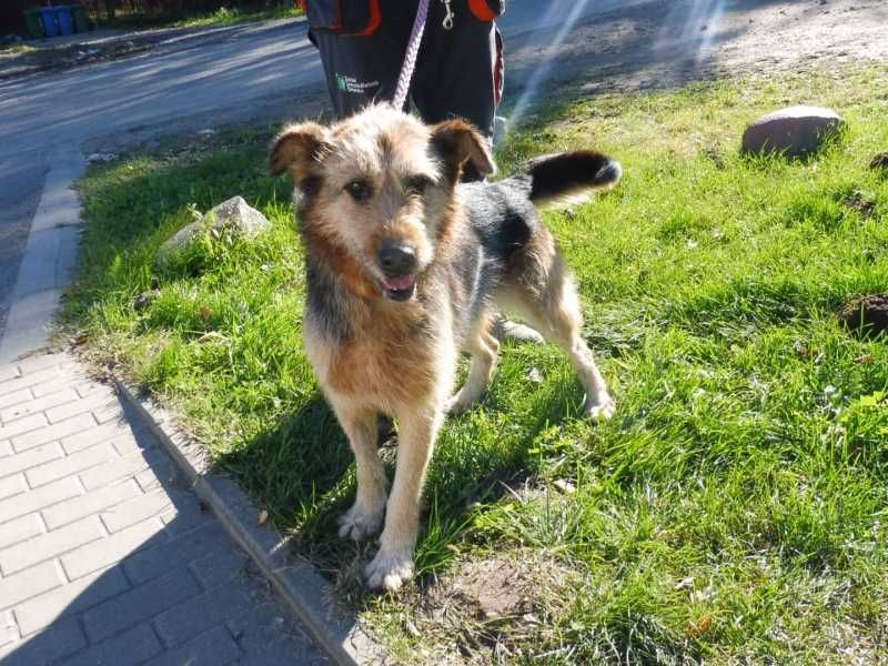 Pogodna, grzeczna, czuła, ładna kudłata sunia do adopcji