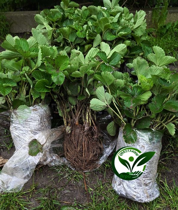 Саджанці - розсада полуниці Вікторія  НСД рем КСД рання середня пізня