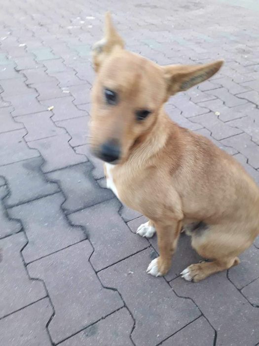 Młoda nie duża Sunieczka Hania szuka domku