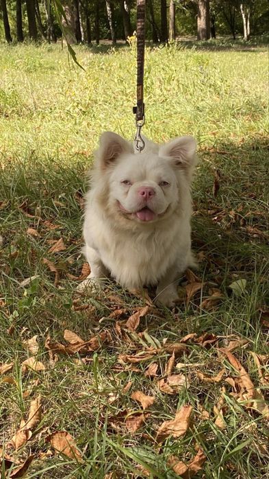 Вʼязка пінк флаффі