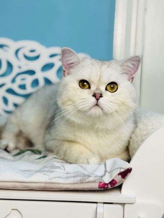 Шотландський котик