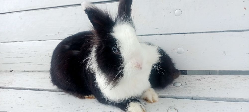 Декоративні карликові кроленята