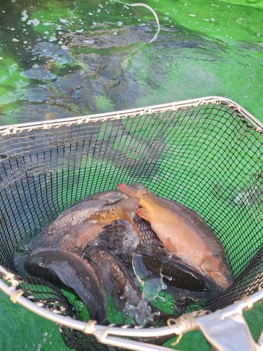 karp ryby handlowe 2-4szt kg karp handlowy świąteczny