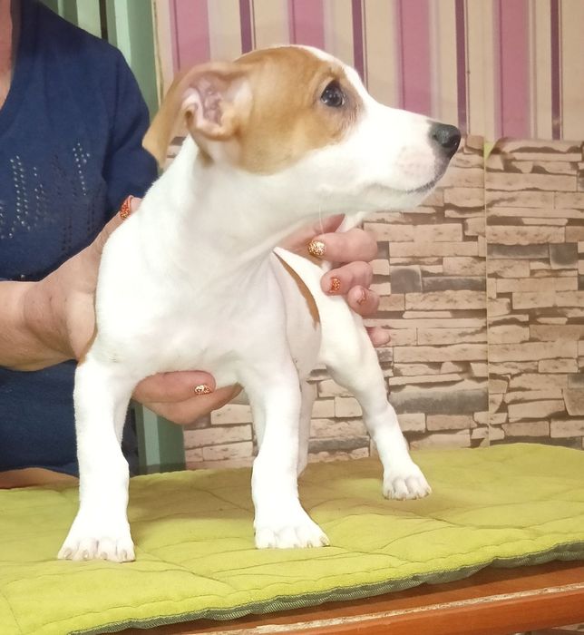 Джек Рассел терьер продам щенков