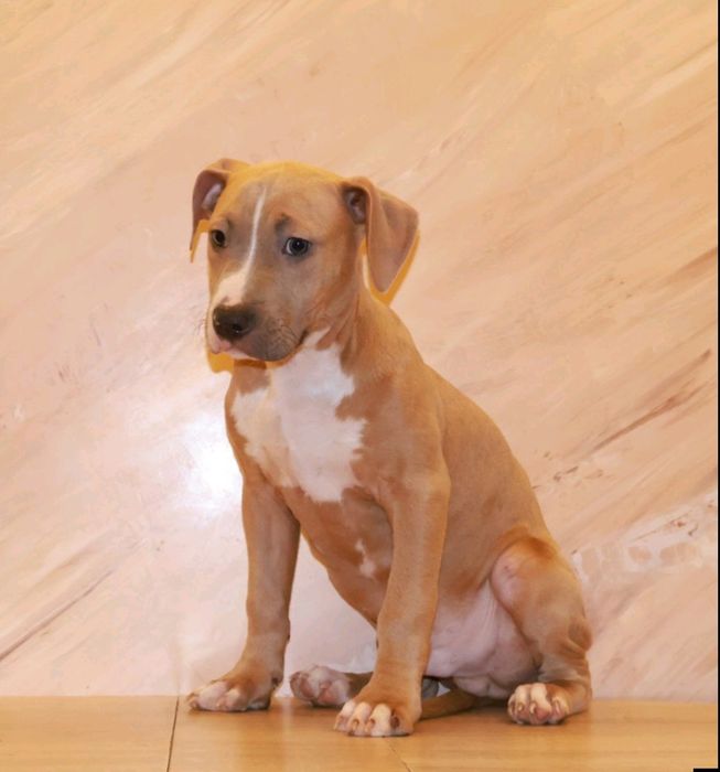 Стафордширський Тер'єр, Еліта України