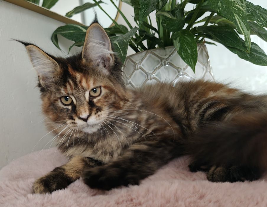 Piękna szylkretka Maine Coon