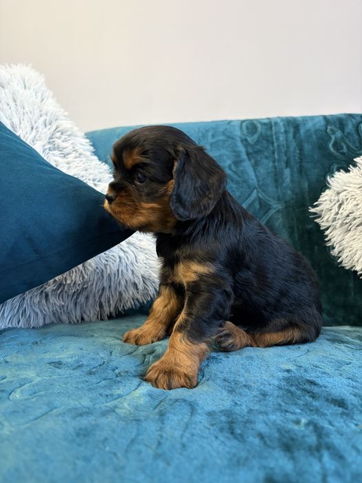 Cavalier king charles spaniel