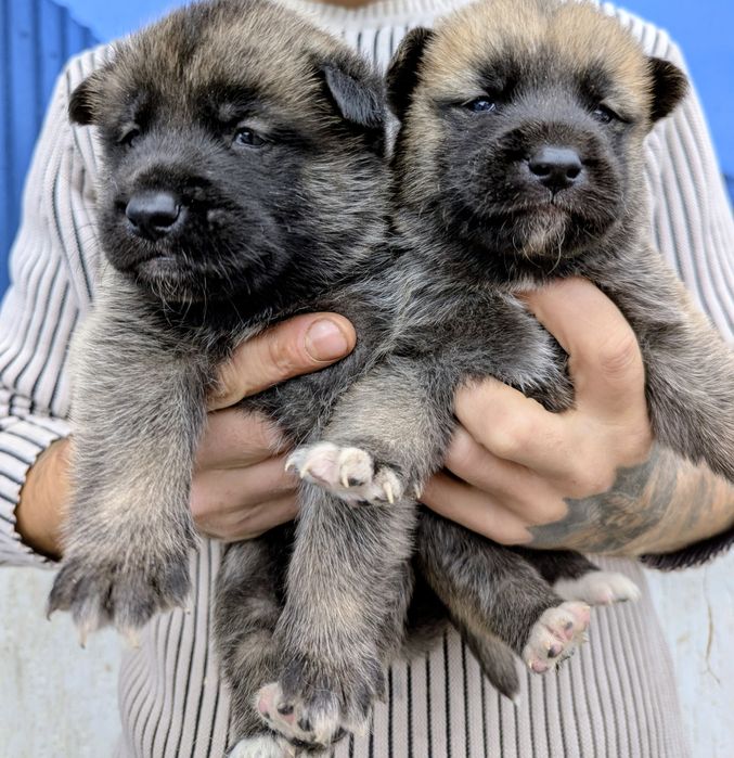 Американська акіта!