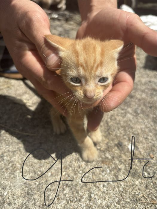 Dou gatinhos muito fofos