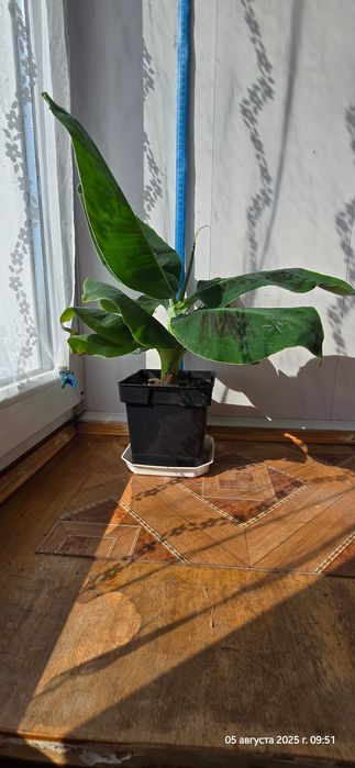 Кімнатна рослина Кімнатний банан