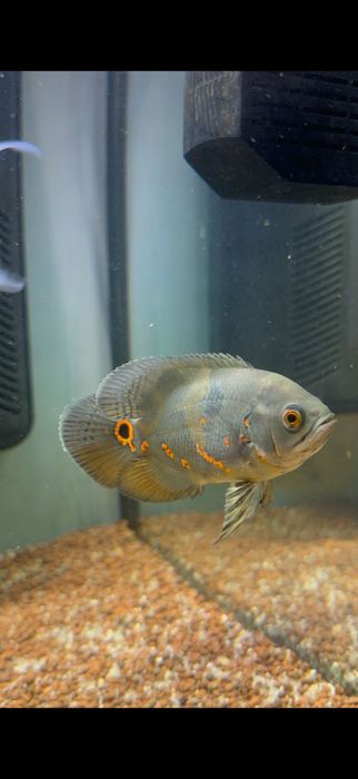 Peixe Óscar para venda