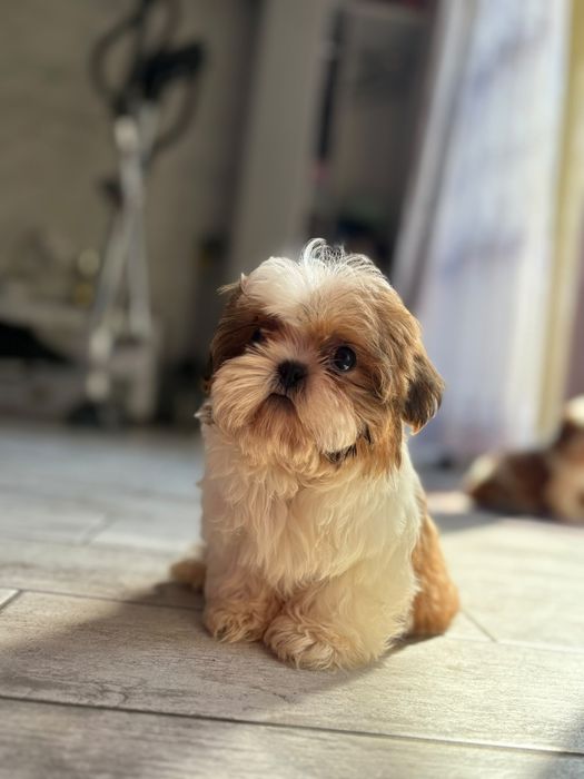Shih-tzu  piekny piesek z rodowodem + wyprawka