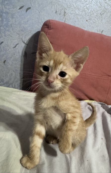 кошеня шукає дім