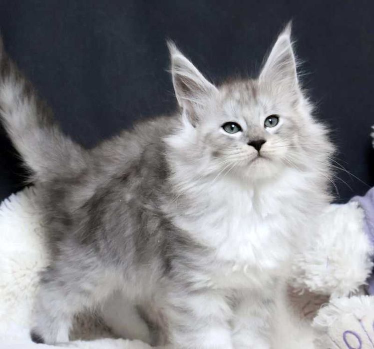 Śnieżny tygrysek maine coon