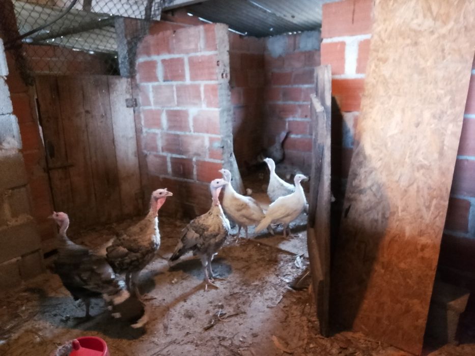 Vendo 6 perús 3 machos 3 fêmeas