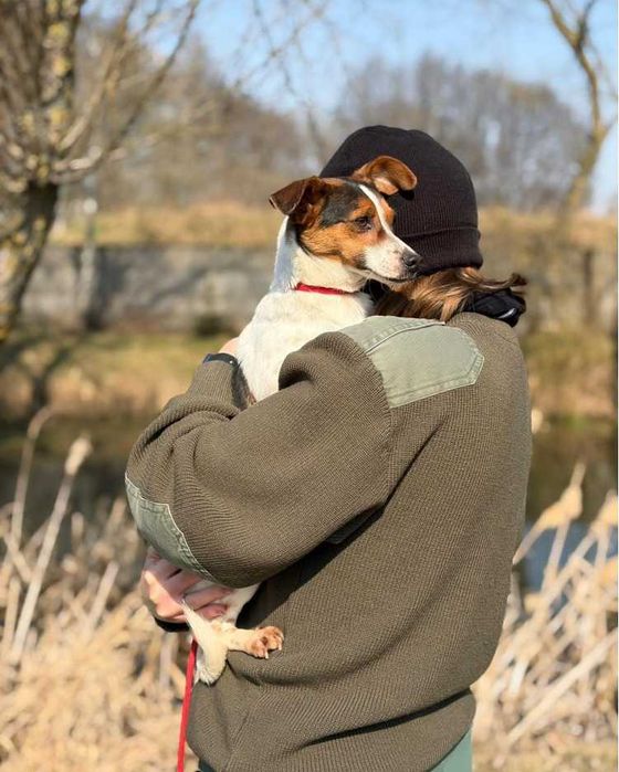 Jack Russell Terrier piesek schronisko Bełchatów -aktualne