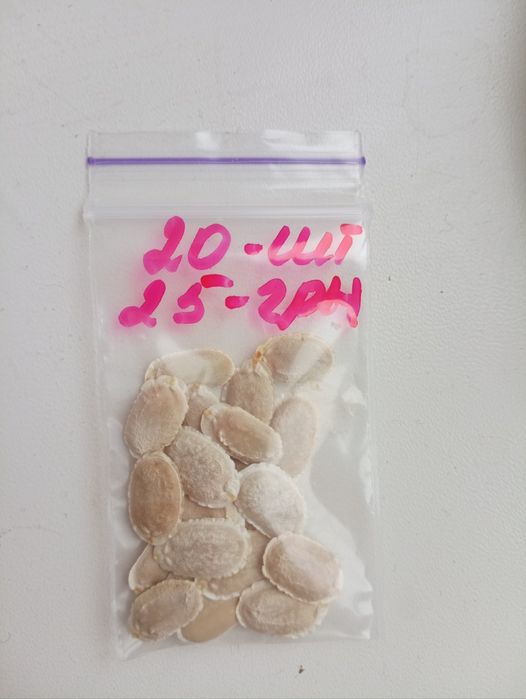 Продам насіння люфи 50 грн(100шт)