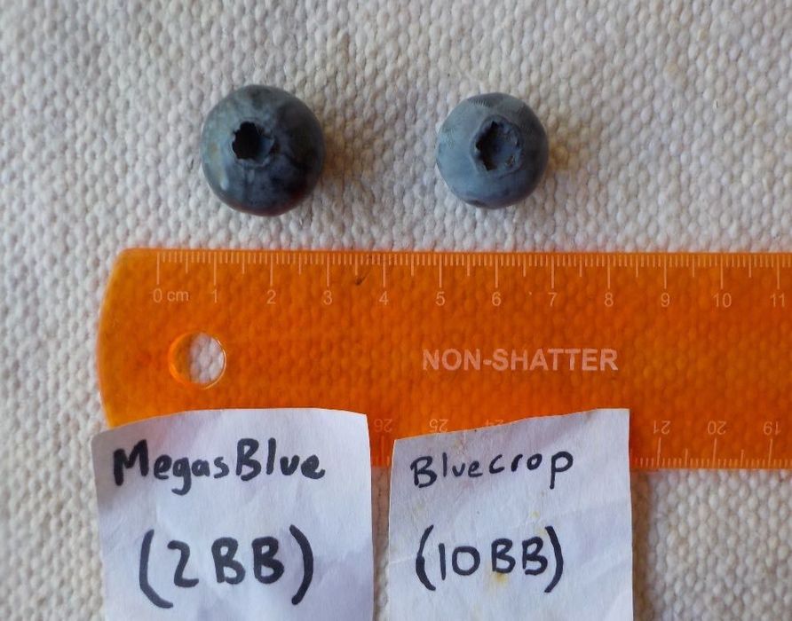 Sadzonki borówki wysokiej MEGASBLUE® w C1,5