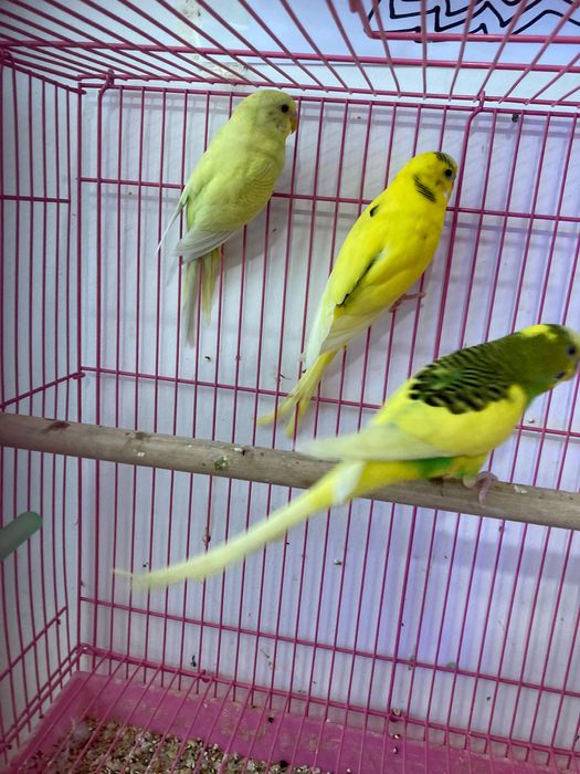 Piriquitos ( Loja Especializada )