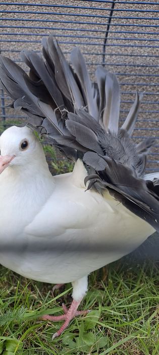 Sprzedam pawie z czarnymi ogonami