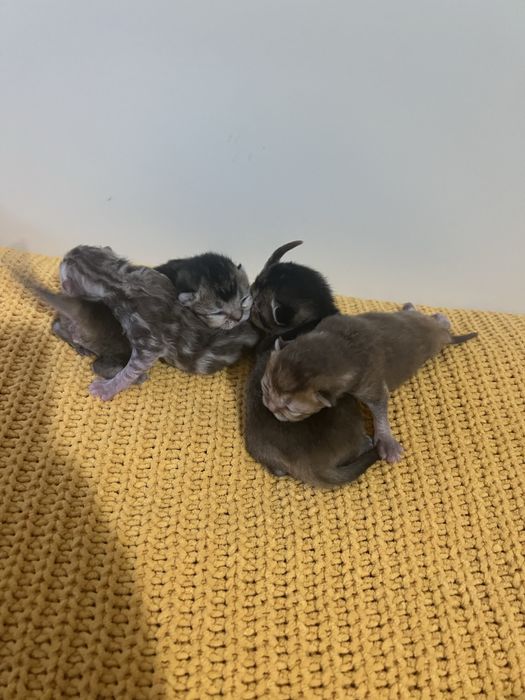 Британські котенята котики кошенята