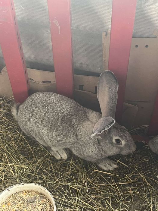 Кролики великаны!!!