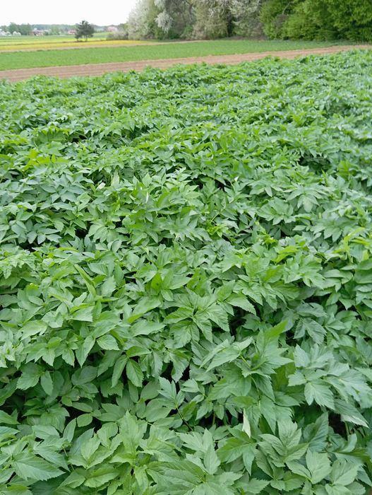 nasiona arcydzięgiel zbiór 2024