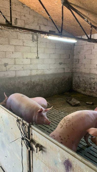 Продаж ферми (свиноферма) 200 кв.м. в селі Пустовойтове, 10 км. до міста Глобине, Кременчуцький район - More