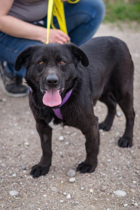 Megi polecam się do adopcji Schronisko Nadzieja Napierki