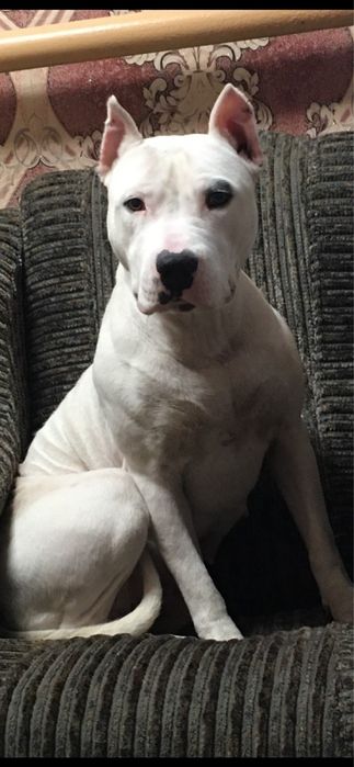 Продаю цуценят стафа