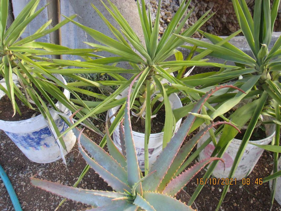 Yuca planta de interior ou exterior