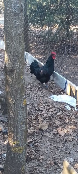 Sprzedam jaja lęgowe kur rasy austrolorp.