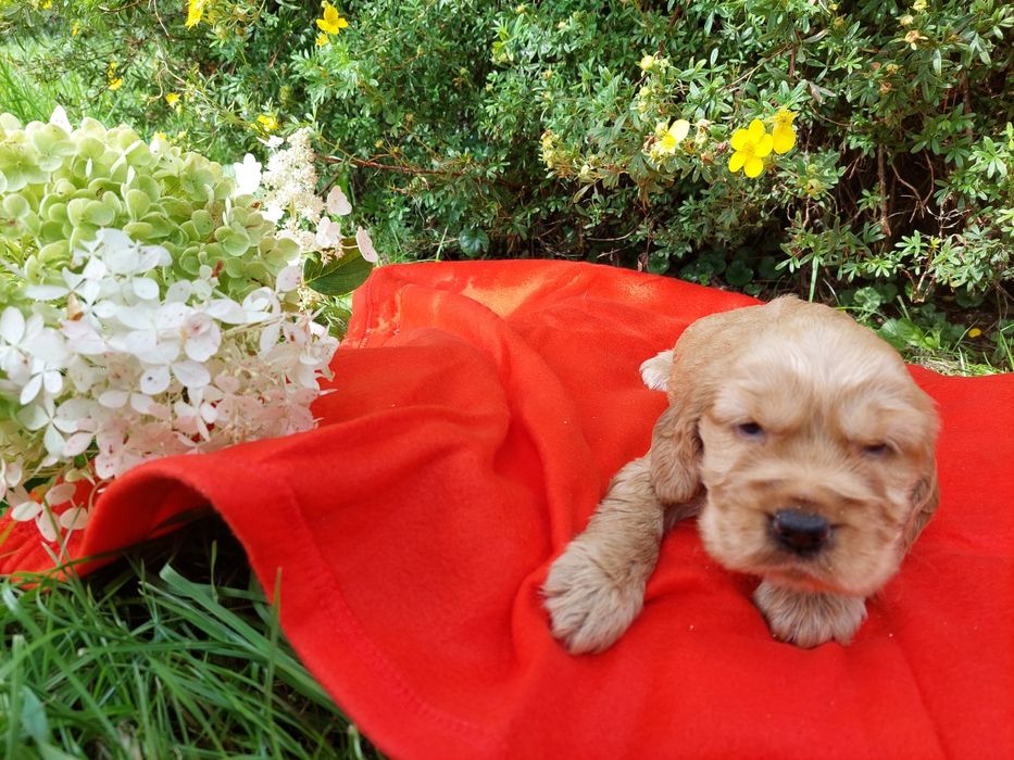 Cocker Spaniel Angielski Szczenię