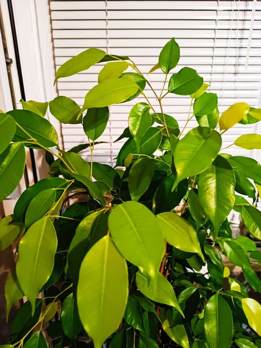 Фікус Бенжамина голд