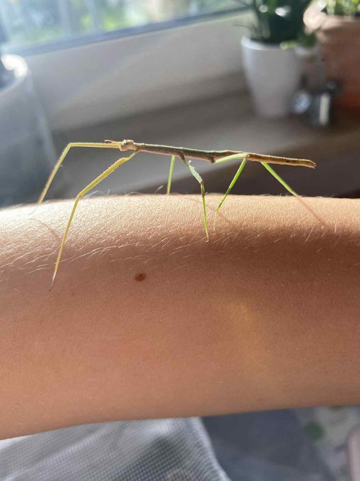 Patyczaki rogate młode