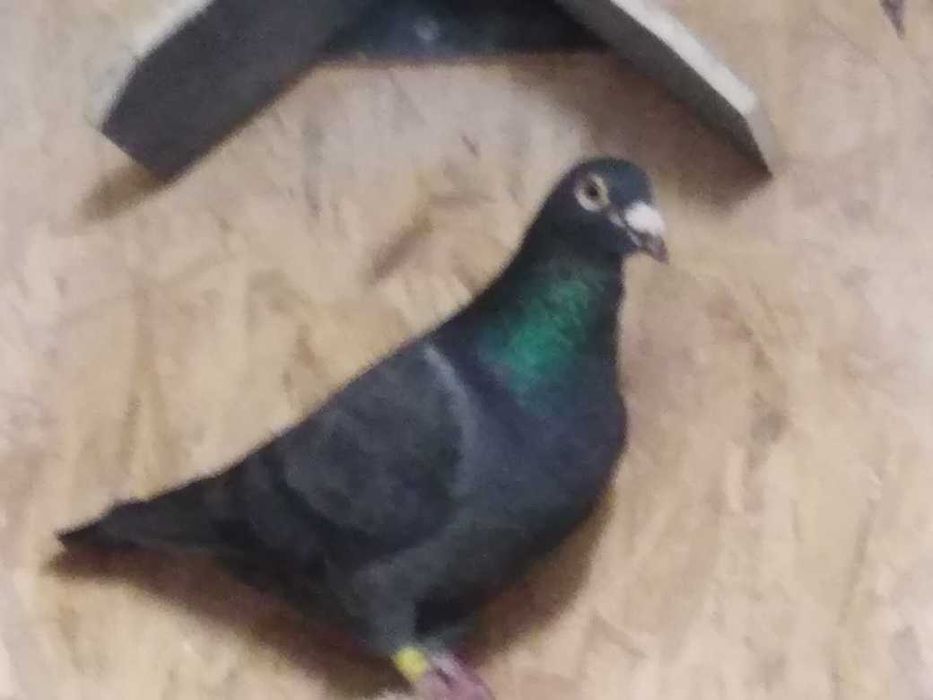 Gołębie  Pocztowe Czarny org M.Chłopecki