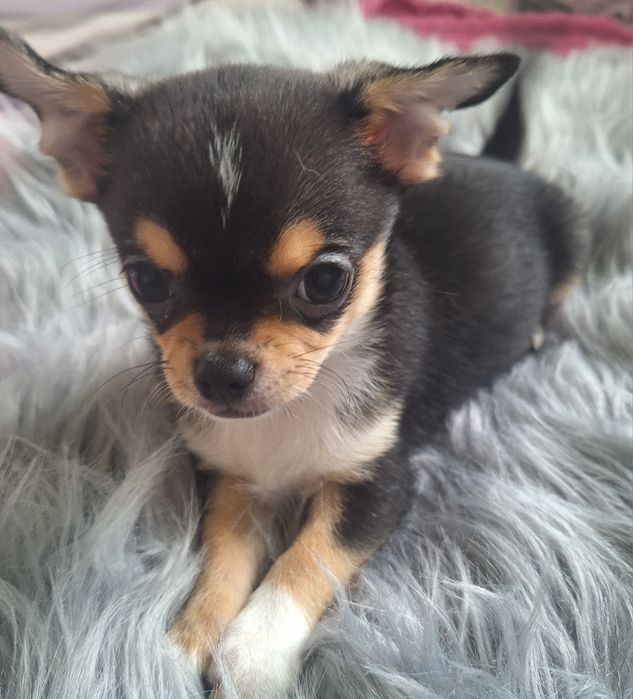 Chihuahua chłopiec
