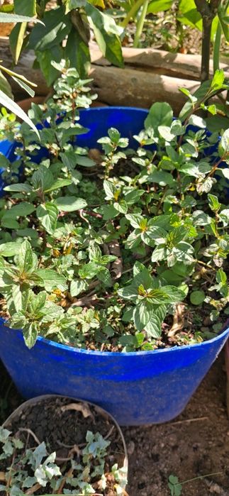 Hortelã Normal/Pimenta/Chocolate