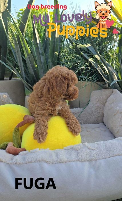 Cavapoo dziewczyna Fuga