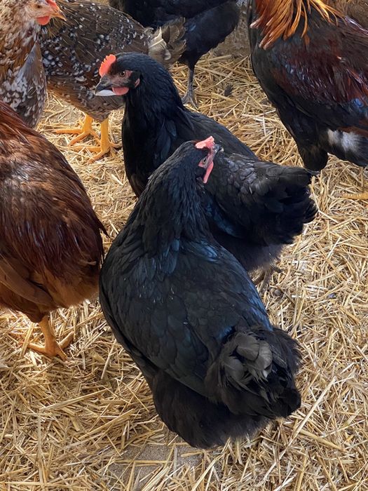 Galinhas e galos pretos.