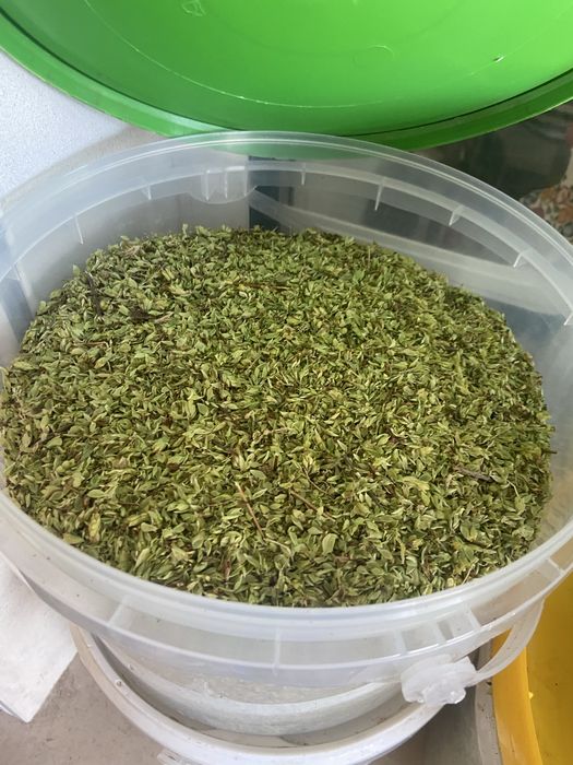 Oregãos apanhados Tradicionalmente