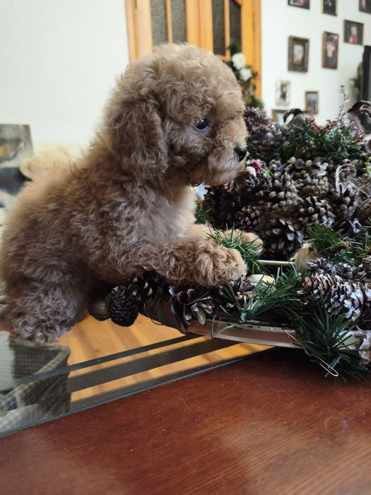 Той пудель дівчинка