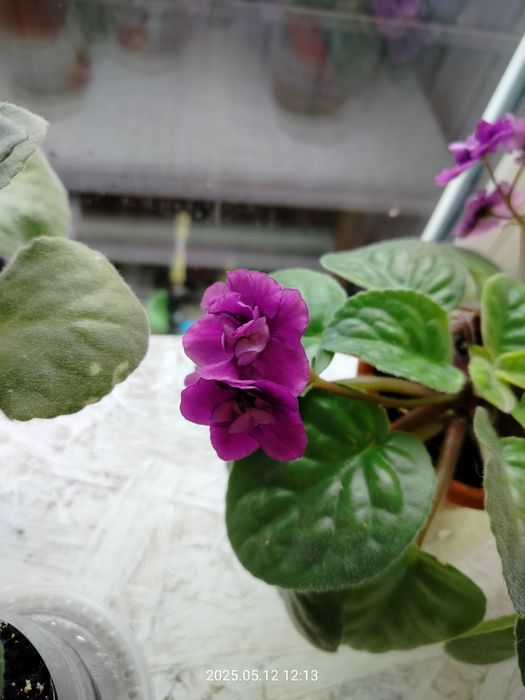 Пропоную обмін фіалками/листям