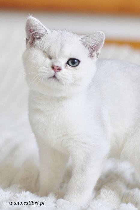 Kocurek brytyjski krótkowłosy srebrny cieniowany z zielonym oczkiem