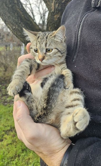 Дітлахи шукають родину у Новорічні свята